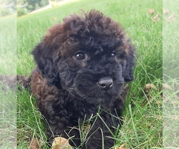 Medium Photo #10 Bernedoodle (Miniature) Puppy For Sale in GOSHEN, IN, USA