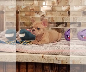 French Bulldog Puppy for sale in HOUSTON, TX, USA