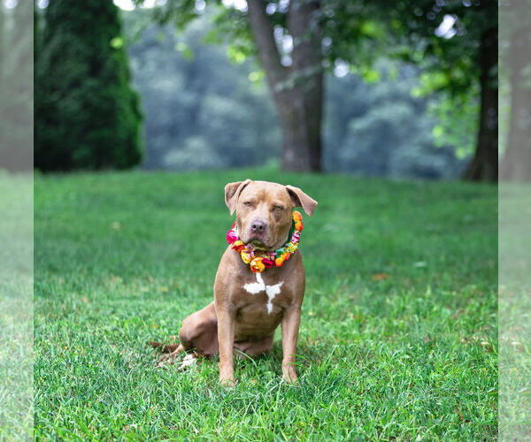 Medium Photo #8 Mutt Puppy For Sale in Unionville, PA, USA
