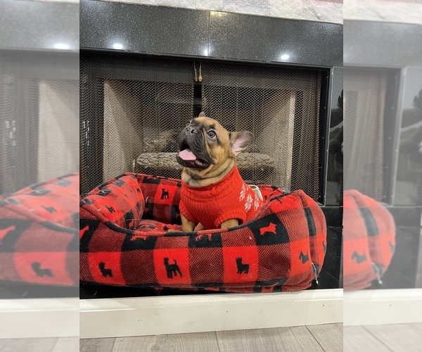 Medium Photo #3 French Bulldog Puppy For Sale in VANCOUVER, WA, USA