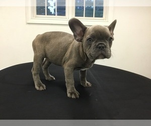 French Bulldog Puppy for sale in NEEDHAM, MA, USA