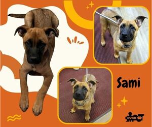 Boxer-Unknown Mix Dogs for adoption in Lindsay, CA, USA