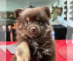 Small Photo #10 Pomeranian Puppy For Sale in DE LEON SPRINGS, FL, USA