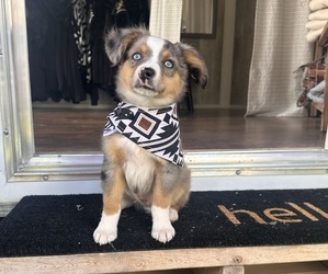 Cavapoo Puppy for sale in CORYDON, IA, USA