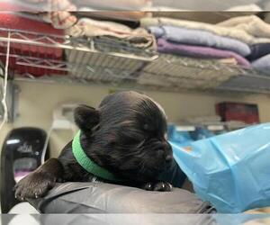 Maltese Dogs for adoption in Pasadena, CA, USA