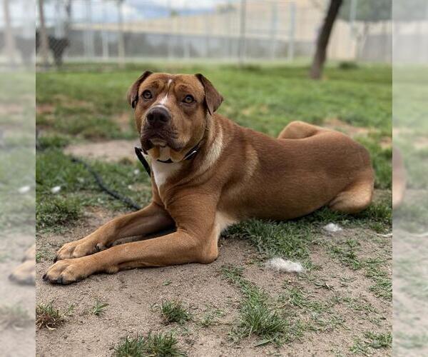Medium Photo #1 Mutt Puppy For Sale in Modesto, CA, USA