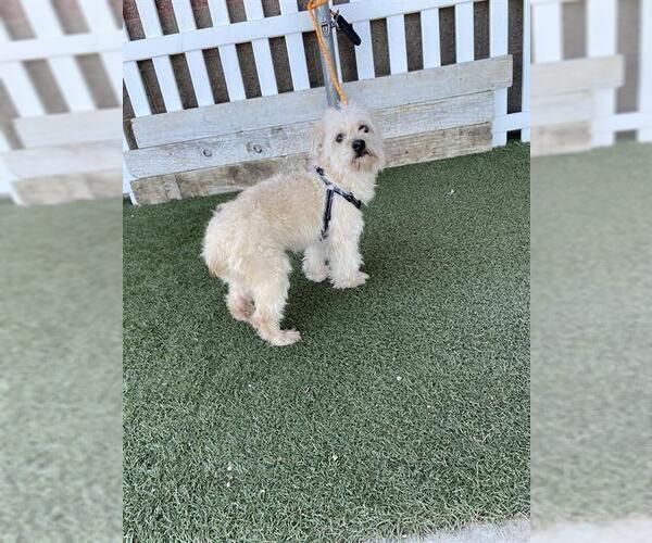 Medium Photo #1 Maltese Puppy For Sale in Modesto, CA, USA