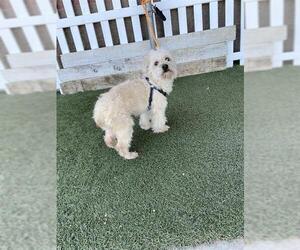 Maltese Dogs for adoption in Modesto, CA, USA