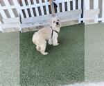 Small Maltese