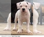 Small Photo #1 American Bulldog Puppy For Sale in WEST GROVE, PA, USA