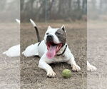 Small #3 American Pit Bull Terrier Mix