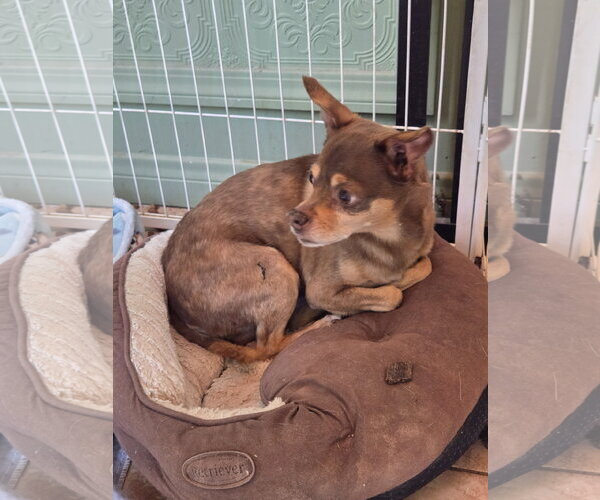 Medium Photo #3 Chihuahua-Unknown Mix Puppy For Sale in Fallbrook, CA, USA