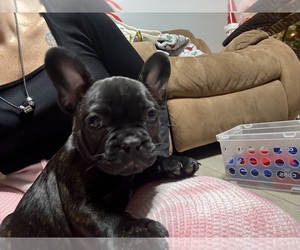 Medium Faux Frenchbo Bulldog