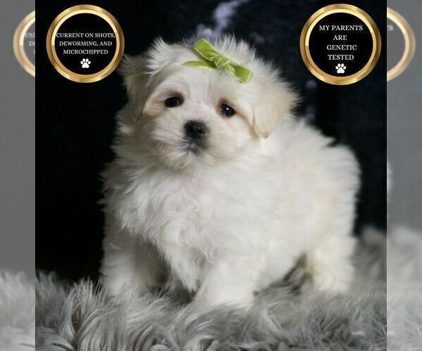 Medium Photo #7 Maltese Puppy For Sale in WARSAW, IN, USA