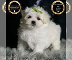 Small Photo #99 Maltese Puppy For Sale in WARSAW, IN, USA