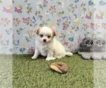 Small #26 Chihuahua