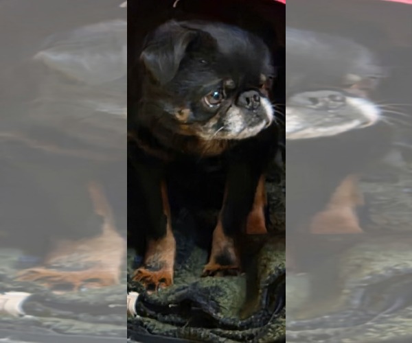 Medium Photo #1 Brussels Griffon-Unknown Mix Puppy For Sale in Princeton, MN, USA