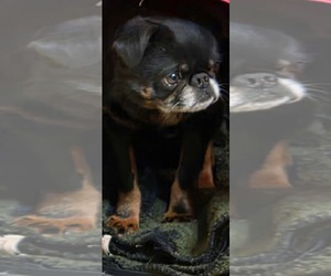 Brussels Griffon-Unknown Mix Dogs for adoption in Princeton, MN, USA