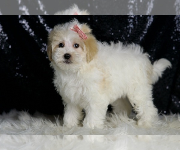 Medium Photo #4 Maltipoo Puppy For Sale in WARSAW, IN, USA