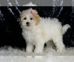 Small #3 Maltipoo