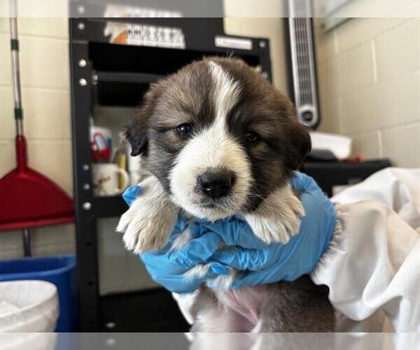 Medium Photo #1 Labrenees Puppy For Sale in Pueblo, CO, USA