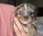 Puppy Clive Miniature Australian Shepherd