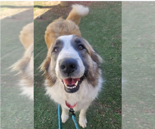 Medium Photo #3 Great Pyrenees-Unknown Mix Puppy For Sale in Lakewood, CO, USA