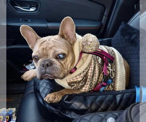 Patita - Female French Bulldog Dog for Adoption - Photo #3