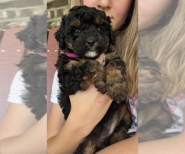 Medium Photo #7 Poodle (Toy) Puppy For Sale in OLIVE HILL, KY, USA