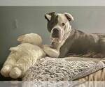 Small #10 American Bulldog