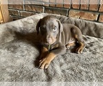 Small Photo #7 Doberman Pinscher Puppy For Sale in CLAREMORE, OK, USA