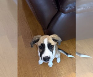 Mutt Dogs for adoption in Mooresville, NC, USA