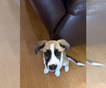 Small Mutt