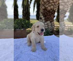 Golden Retriever Puppy for sale in GREENFIELD, CA, USA