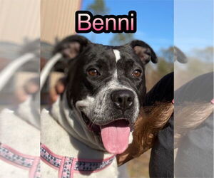 Bulldog-Unknown Mix Dogs for adoption in Tarrytown, GA, USA