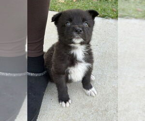 German Shepherd Dog Dogs for adoption in Conroe, TX, USA