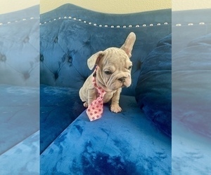 French Bulldog Puppy for sale in PHOENIX, AZ, USA