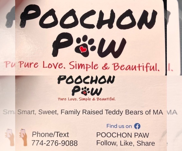Medium Photo #6 Poochon Puppy For Sale in AUBURN, MA, USA
