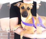 Small Dachshund Mix
