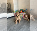 Small Photo #23 Golden Retriever Puppy For Sale in ORLANDO, FL, USA