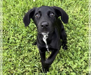 Labrador Retriever-Unknown Mix Dogs for adoption in The Woodlands, TX, USA