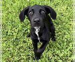 Small Labrador Retriever Mix