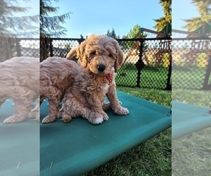 Goldendoodle Puppy for Sale in MARYSVILLE, Washington USA