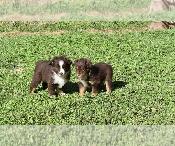 Medium Photo #5 Miniature Australian Shepherd Puppy For Sale in WICHITA FALLS, TX, USA