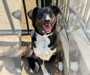 Australian Shepherd-Unknown Mix Dogs for adoption in Riverside, CA, USA