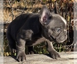 Small #4 French Bulldog