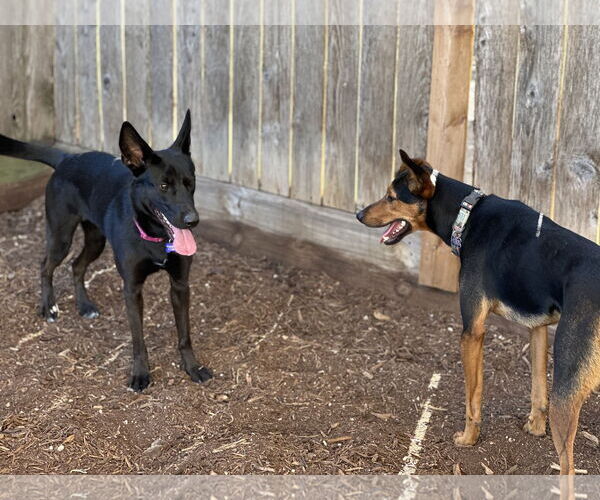 Medium Photo #3 German Shepherd Dog-Unknown Mix Puppy For Sale in Houston, TX, USA