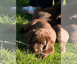 Small Photo #1 Labrador Retriever Puppy For Sale in LEXINGTON, MI, USA