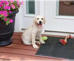 Tinkerbell - Female Labrador Retriever Puppy for Sale - Photo #7