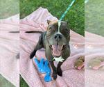 Small #1 Bullboxer Pit